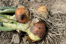 【訳あり】農薬・化学肥料栽培中不使用！栄養満点の新タマネギ3kg