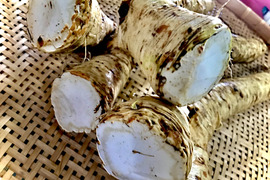 旨！辛~い！！北海道山わさび　 1kg
