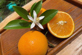 【訳あり】爽やか香際立つジューシーなバレンシアオレンジ5キロ