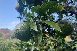 かぼすの通販｜果物｜食べチョク｜産地直送(産直)お取り寄せ通販