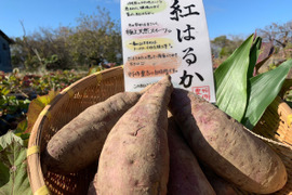 ゴン太様限定商品　べにはるか4㎏　シルクスイート３kg