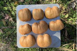 まじりっけなし！自然栽培「扁平キウイフルーツ」1kg