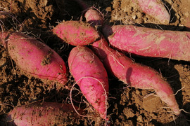 新ものは「まるで栗」　農薬不使用 べにはるか２kg【おひとりさま向け】