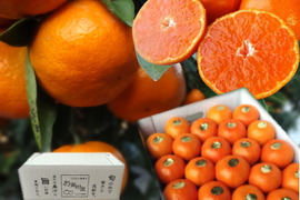 【冬ギフト】甘～い！夢の濃熟みかん！完熟収穫の濃厚な美味しさはみかん好きも大絶賛！厳選プレミアムみかん「蜜ツ丸（みつまる）」白のギフト箱 　Ｓサイズ　４５玉入　「熨斗対応可」【商品番号111】