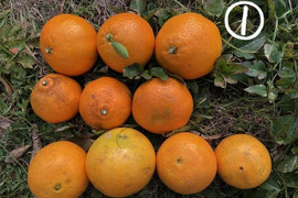 【新春福袋】オレンジ3種と温州みかん3種＝6種で3kgの朝採り自然栽培