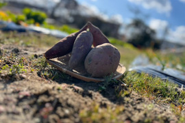 『さつまいも』遠州金時5㎏土付き　昔ながらのほくほく系
