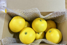 国産グレープフルーツ（ホワイト）　【農薬　防カビ剤　ワックス未使用】
箱込み約2キロ　（5個～7個）