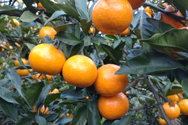 濃厚なコクのある味わい‼️
広島県産　いしじみかん🍊　5kg(箱込み)