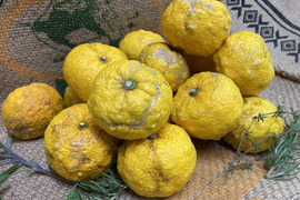 【傷あり】高知県ゆず2㎏　＃栽培期間中農薬・化学肥料不使用