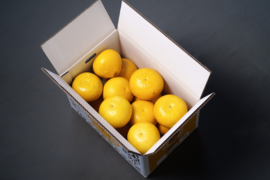 香りで家が柑橘畑になる土佐文旦【家庭用7kg】