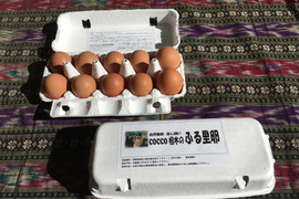【加熱調理用】初回限定！送料分割引！放し飼いの鶏が産んだ卵２０個入りお試しセット