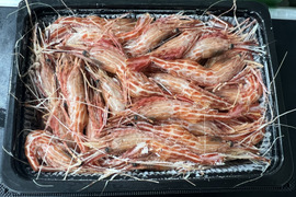 北海道産冷凍シマエビ小サイズ