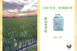 R7年産特別栽培米　彩のきずな　2㎏
