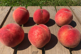 木でしっかり完熟させた皮ごと食べれる自然栽培の桃６個（約1.5kg）有機JAS認証取得