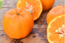 【濃厚な甘さが魅力】ポンカン【贈答用(特選品)】10kg 317-2