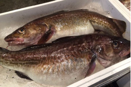 真鱈‼️タラ(メス)⭐️ 鍋の王様‼️ この時期だけの提供出来る魚です‼️ 1匹約3.5〜6kg  他の魚が余ればサービスで同梱致します⭐️
