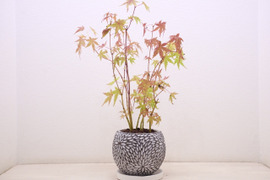 ミニ盆栽【紅葉🍁ヤマモミジ × 白花模様陶器】高さ41cm×横23cm