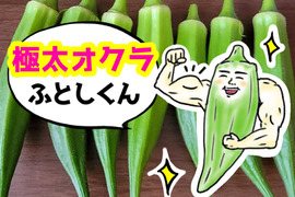 オクラ好き必食！しっかり歯応えと味わいの極太オクラ『ふとしくん』25本