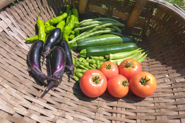自然農園の健康やさい！　夏野菜7点セット