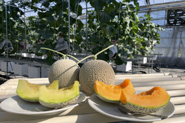 高知県産アールスメロン 5個入り10キロ 茨城県産 JA茨城旭村 アールスメロン 糖度13度以上 約3キロ（大2
