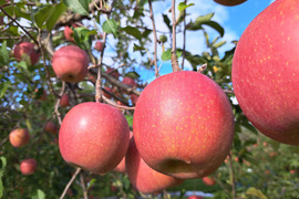 【冬ギフト】【11月下旬ころ発送】贈答用・葉とらずサンふじ 当園の１番人気りんご！ 5kg (12〜20個)
