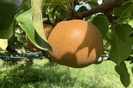 【梨グランプリ トリプル受賞】「彩玉」贈答用 3kg（5〜6玉）糖度13~16度の濃厚な甘さ！埼玉県白岡市産