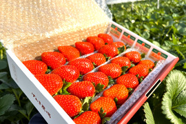 【赤い贅沢いちご】お家でいちご食べ比べ♪800g　佐賀県基山町産