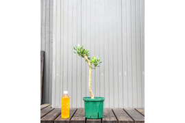 オリーブ 鉢植え ラキーノ｜育てやすい シンボルツリー・盆栽にも最適　4