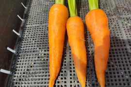 🥕加熱でとろける甘さ｜旬のニンジン（時なし五寸or濱美人）約1kg｜農薬・化成肥料不使用🥕