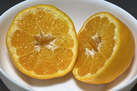 はるみ　濃厚な甘みと独特のプチプチ・ザクザク食感　ご家庭用２kg（箱込み）