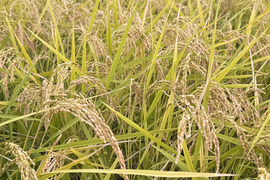 【令和7年新米】コシヒカリ・玄米（10kg）【栽培期間中　農薬・化学肥料不使用】