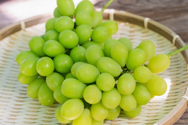 お盆シーズンの贈り物に！『岡山県産ぶどう』シャインマスカット 1.5キロ以上お入れ致します