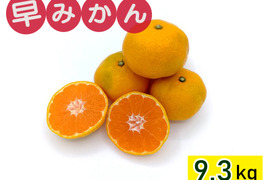 秋が旬！『早みかん』【わけあり 9.3kg】