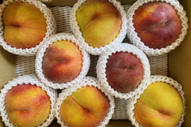 【晩夏のギフトに！】果汁たっぷり！関農園の桃『黄金桃』3kg（6～9玉）