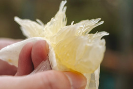 弾けるシャキッと食感【完熟】文旦 3kg【家庭用】
