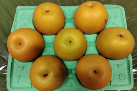 【5Lサイズ】日持ちが◎　新興 3kg(7玉入り)