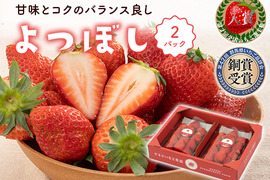 甘味とコクのバランス良し！鮮やかな赤色いちごのよつぼし250g×2パック
