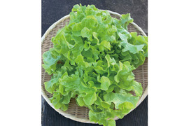 【オーガニック】毎日食べたい ☆ リーフレタス 6袋（オークレタス3袋、バターレタス3袋）