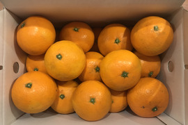 柑橘の定番品種【清見タンゴール】味も香りも安定した大人気定番品種！ご家庭用(3kg)