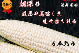 【激甘】美味しいと判断したものだけをお届け 白いトウモロコシ (6本)