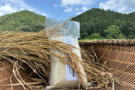 ❣️超特別栽培令和6年産米2kg 極大粒“米王”‼️甘くてモチモチ、香りの良い能勢天神米「いのちの一粒」(品種名:いのちの壱)白米。《真空パック》
