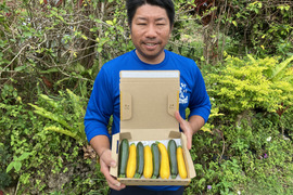 色鮮やか💛石垣島産ズッキーニ 不揃い7〜8本入り
