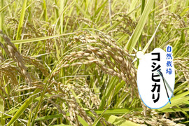【R5年度】コシヒカリ・白米無洗米（5kg）【自然栽培　栽培期間中　農薬・肥料不使用】