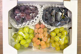 🍇数量限定🍇訳あり３品種【おまかせ２ｋｇ・家庭用】岡山県産／種なしぶどう