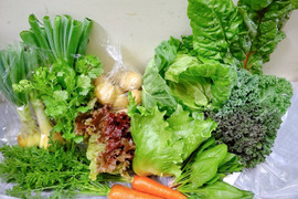 日常使用する野菜を中心とした野菜セット80サイズ
