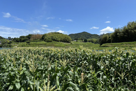 【淡路島から朝どりでお届け！】朝摘み真珠とうもろこし【淡路島の白い宝石】