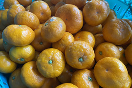 【訳アリ】"完熟貯蔵”ずっしり濃いコク！青島みかん🍊箱込み5ｋｇ