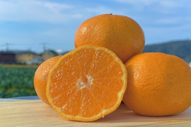 【訳あり】幻のみかん販売開始！！淡路島産　灘みかん 2.5kg