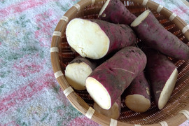 訳あり　さつま芋　【紅はるか】
収獲中に傷つき　２Ｋｇ　１２００円　５セット限定