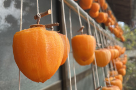 求む！干し柿チャレンジャー【甲州百匁柿10個】干し紐・ガイド付き